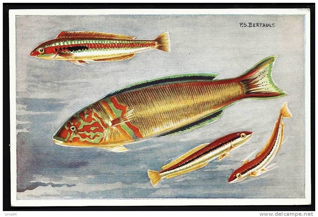 CPM-PHOTO COULEUR- FRANCE- POISSONS : JULIS VULGARIS- GIRELLES PAON- - Poissons Et Crustacés