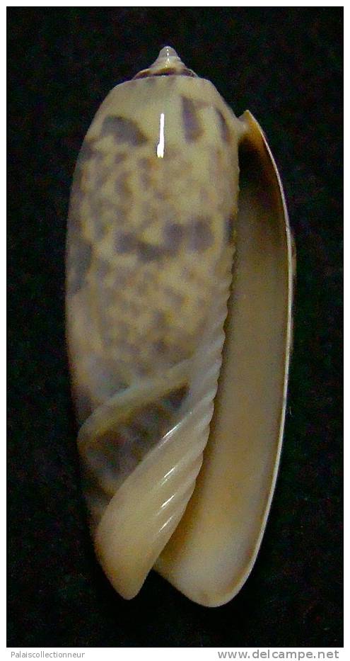 N°3258 // OLIVA MINIACEA " VARIETE"  " Nelle-CALEDONIE " //  F+++ : 32,3mm // PEU COURANTE . - Seashells & Snail-shells