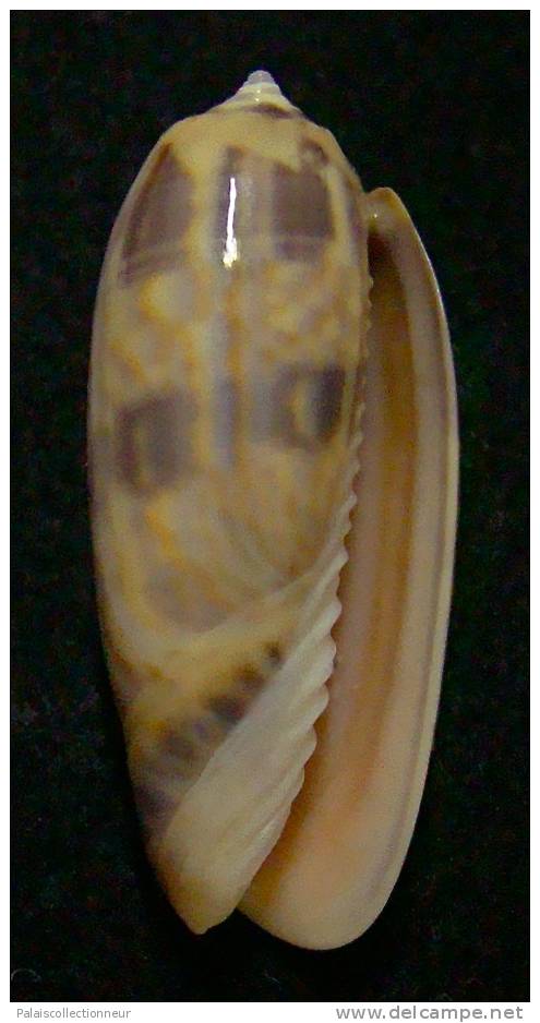 N°3259 // OLIVA MINIACEA  LAMBERTI  " Nelle-CALEDONIE " //  GEM : 33,2mm // PEU COURANTE . - Seashells & Snail-shells