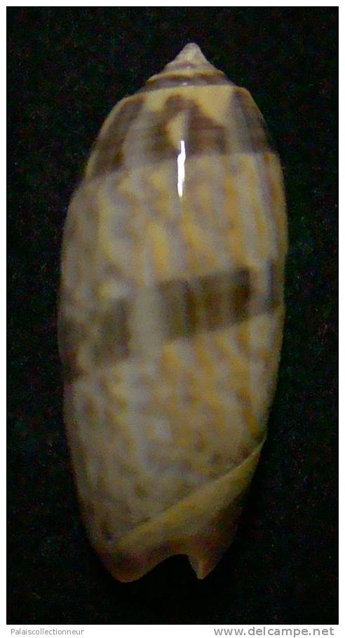 N°3260 // OLIVA MINIACEA "VARIETE"  " Nelle-CALEDONIE " //  GEM : 34,8mm // PEU COURANTE . - Conchas Y Caracoles