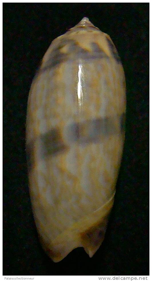 N°3261 // OLIVA MINIACEA "VARIETE"  " Nelle-CALEDONIE " //  GEM : 39,2mm // PEU COURANTE . - Conchas Y Caracoles