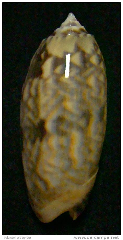 N°3264 // OLIVA MINIACEA "VARIETE"  " Nelle-CALEDONIE " //  GEM : 42,8mm // PEU COURANTE . - Seashells & Snail-shells