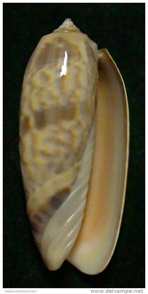 N°3266 // OLIVA MINIACEA "VARIETE"  " Nelle-CALEDONIE " //  GEM : 43,7mm // PEU COURANTE . - Seashells & Snail-shells