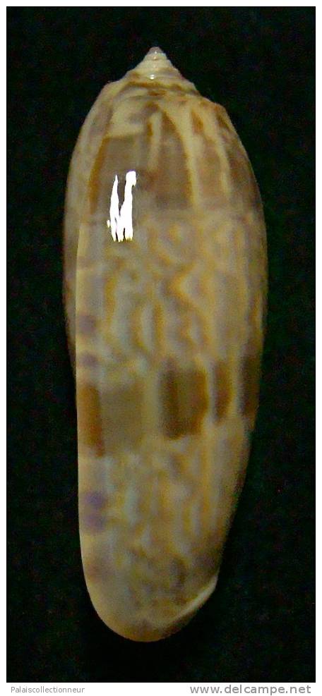 N°3266 // OLIVA MINIACEA "VARIETE"  " Nelle-CALEDONIE " //  GEM : 43,7mm // PEU COURANTE . - Seashells & Snail-shells