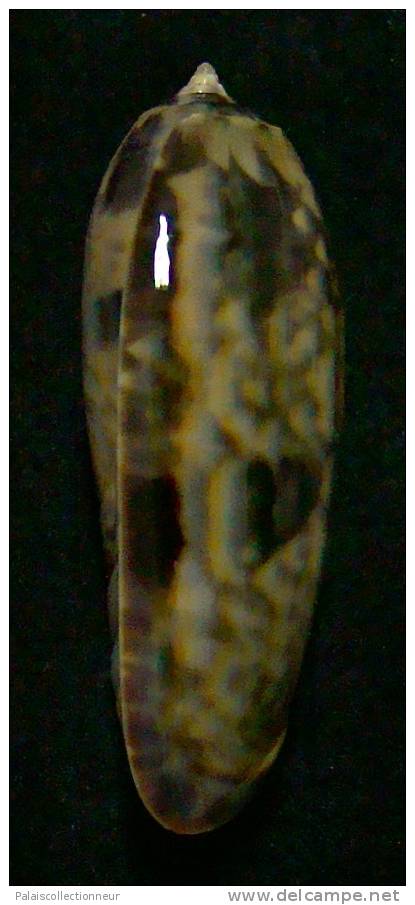 N°3268 // OLIVA MINIACEA "VARIETE"  " Nelle-CALEDONIE " //  GEM : 45mm // PEU COURANTE . - Seashells & Snail-shells