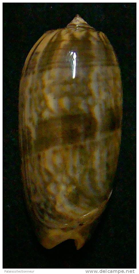 N°3272 // OLIVA MINIACEA "VARIETE"  " Nelle-CALEDONIE " //  F++/F+++ : 46,9mm // PEU COURANTE . - Seashells & Snail-shells
