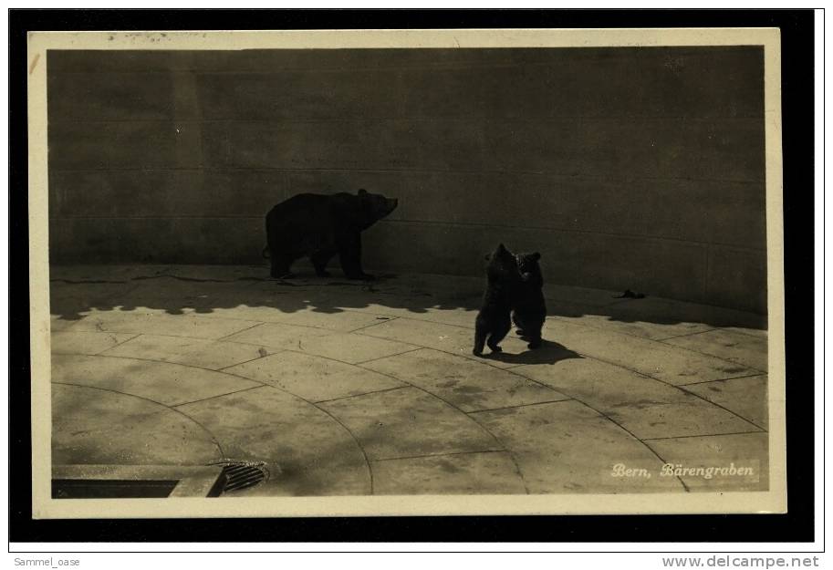 Bärenpark Bern  -  3 Bären Im Bärengraben  -  La Fosse Au Ours  -  Ca. 1928 - Bears