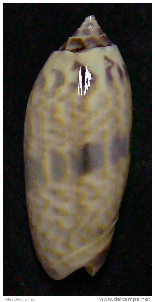 N°3301 // OLIVA MINIACEA  LAMBERTI   " Nelle-CALEDONIE " //  F+++ : 44,2mm // ASSEZ RARE . - Seashells & Snail-shells