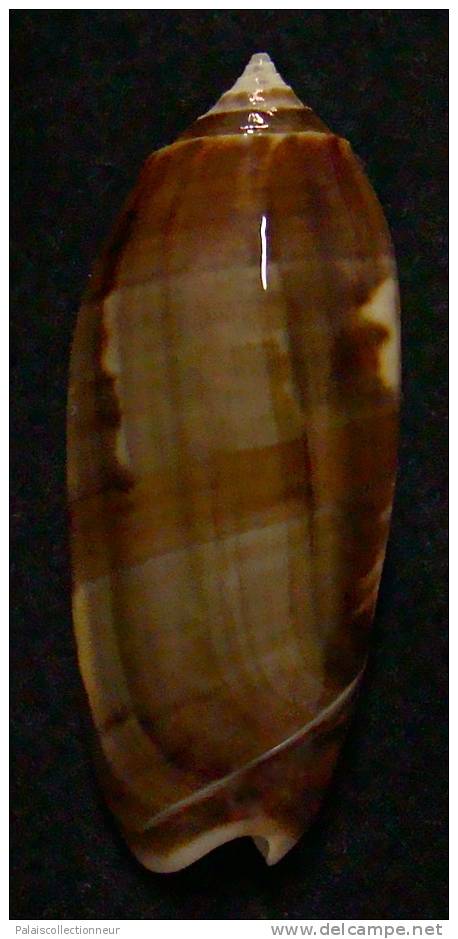 N°3317 // OLIVA MINIACEA  JOHNSONI   " Nelle-CALEDONIE " //  GEM : 48,5mm //  ASSEZ RARE . - Muscheln & Schnecken