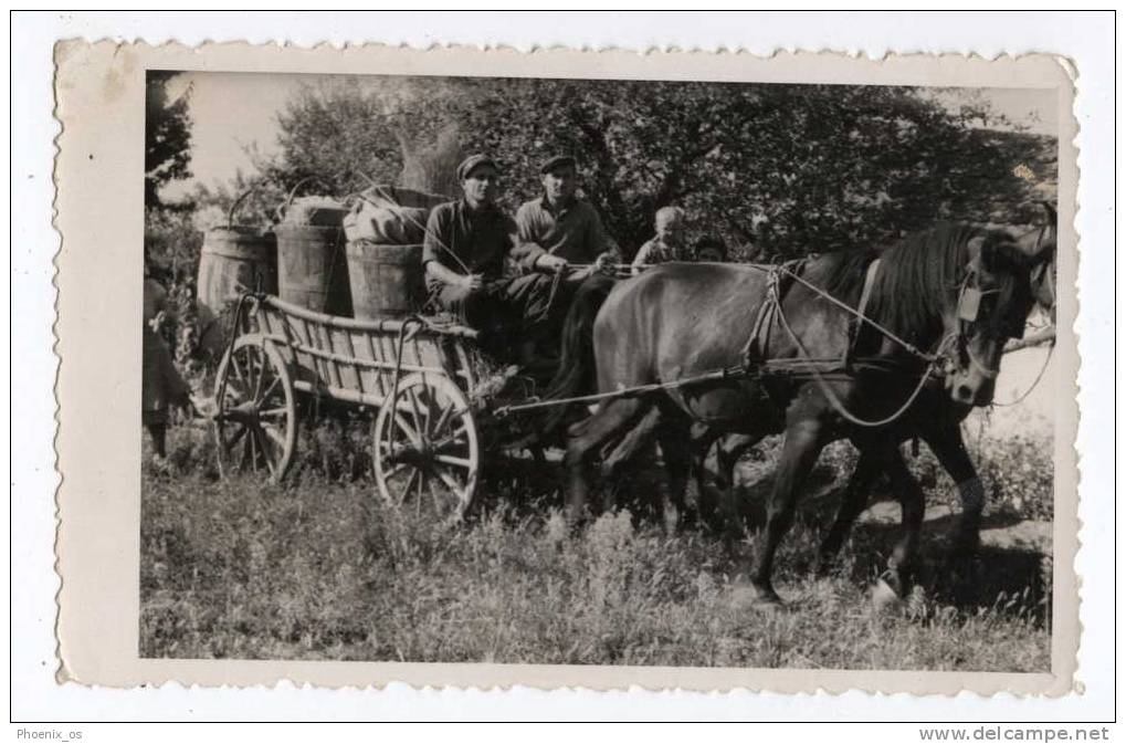 AGRICULTURE - Village Scene, Fruit Picking, Real Photo - Landbouw