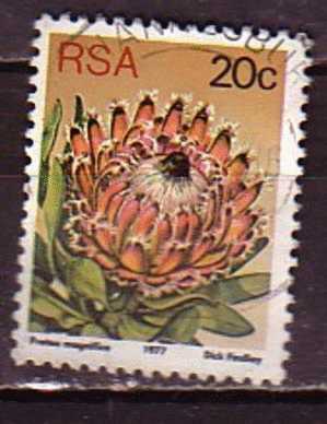 D0183 - AFRIQUE DU SUD SOUTH AFRICA Yv N°427 - Usati