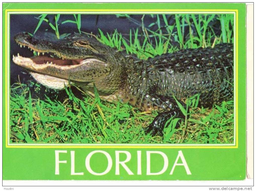 Florida - Alligator - Autres & Non Classés