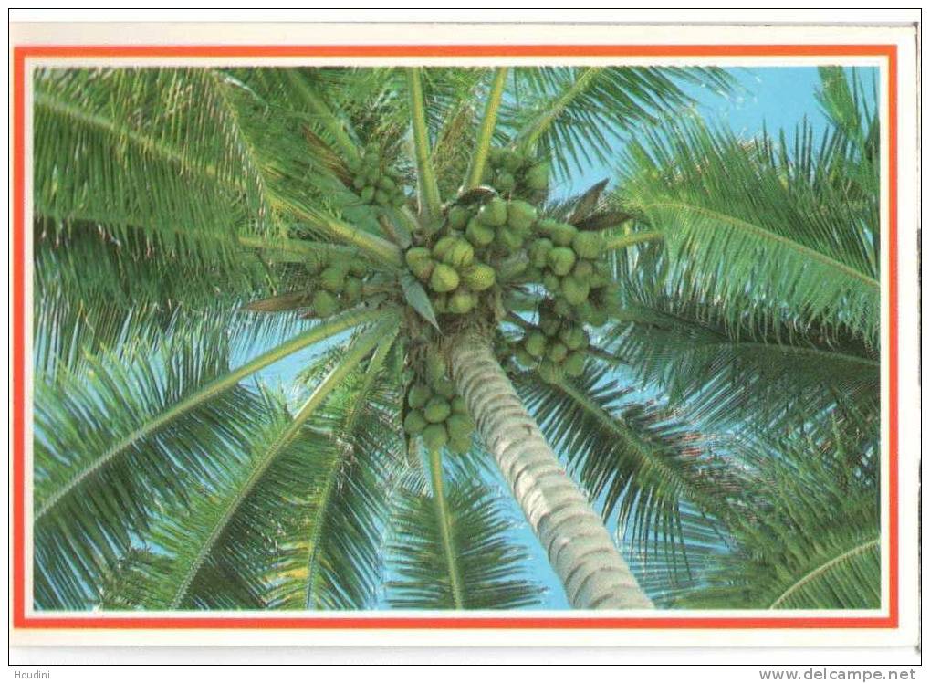 Cocotero Tropical Rep. Dominicana Cocotier Coconut - Dominican Republic