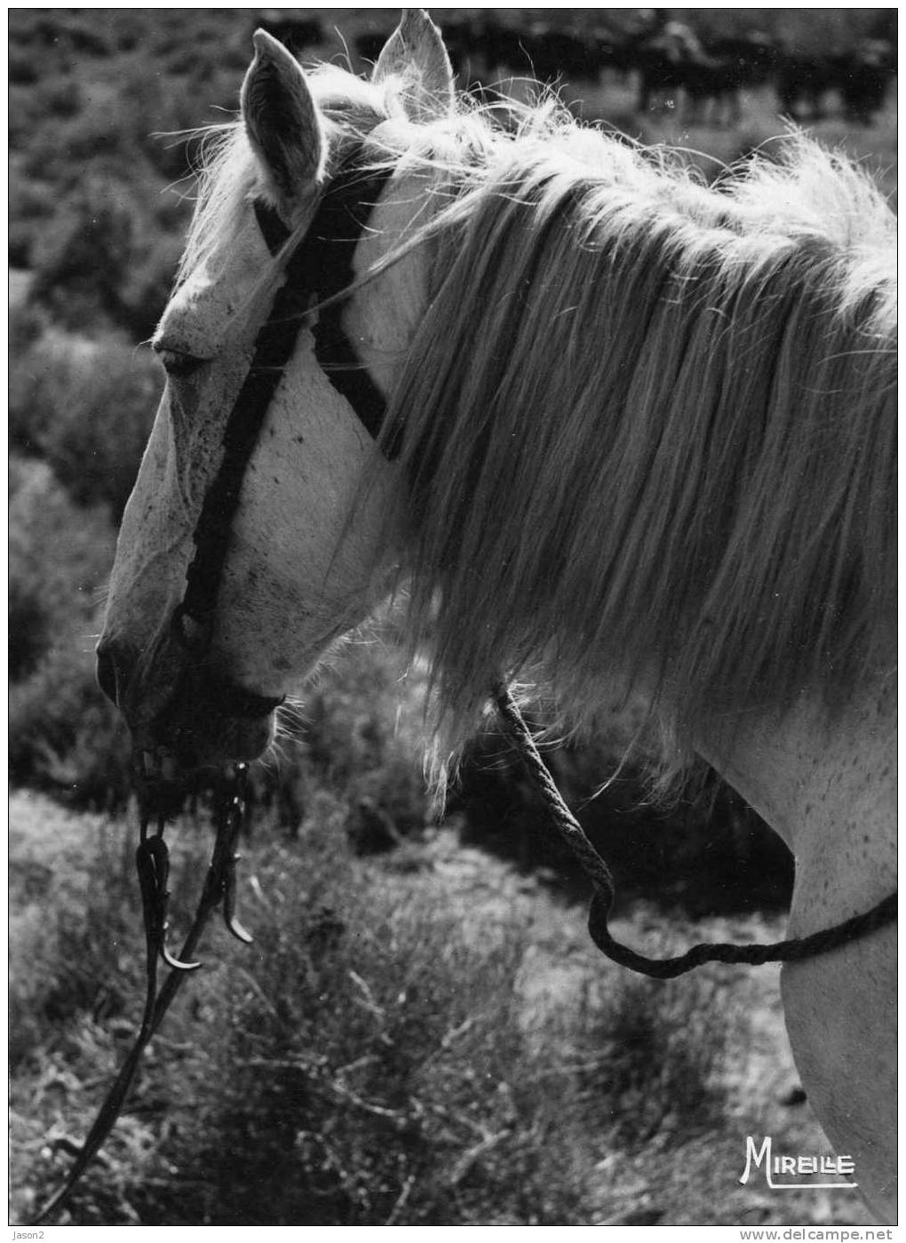 Cpsm Dentelee Tete De Cheval Camarguais 1956 - Chevaux