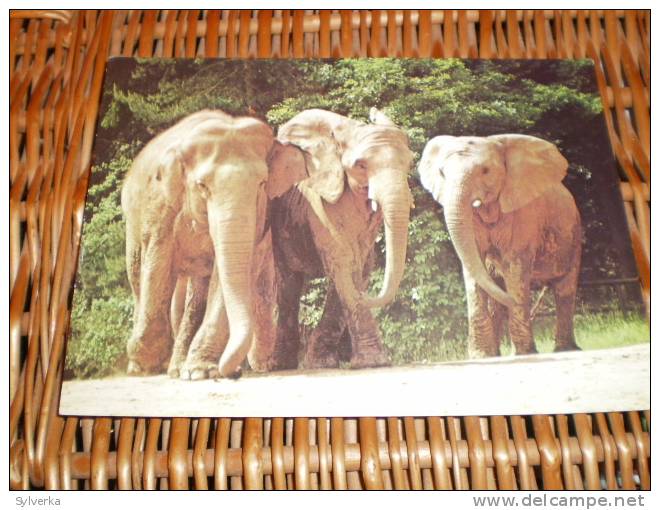 Elefant,Elephant Postkarte Postcard Tschechoslowakia - Olifanten