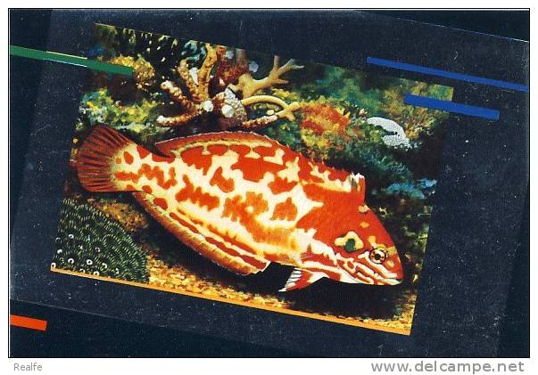 Fish Poisson Choat´s Wrasse Australia Expo 88 - Fische Und Schaltiere