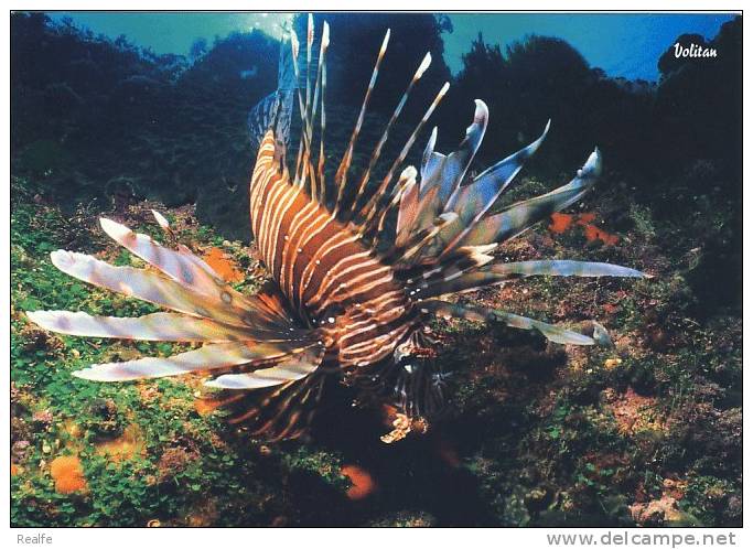 Fish Poisson Volitan  Australian Marine Wildlife - Fische Und Schaltiere