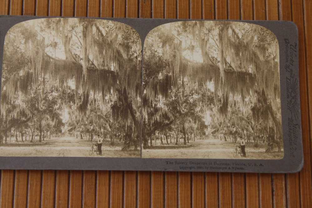 CARD STÉRÉOSCOPIQUE AMERICAN STEREOSCOPIC  Stéréoskopisch:THE SILVERY DRAPERIES OF DAYTONA FLORIDA ETATS UNIS D' AMERIQU - Stereoscope Cards