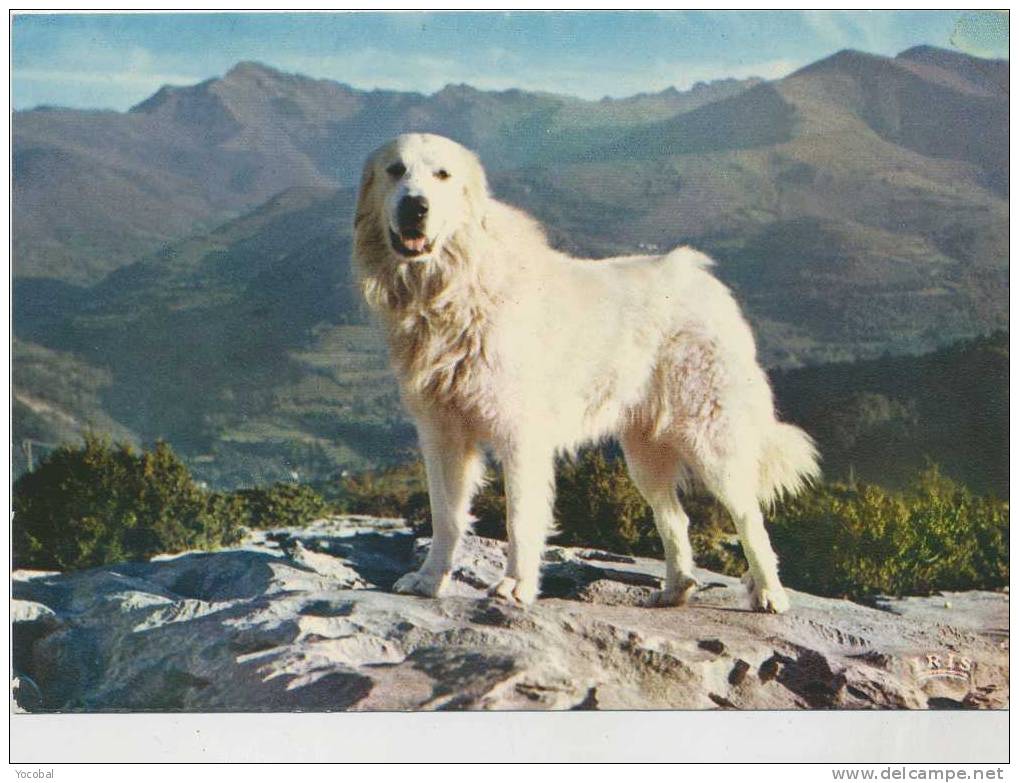 Cp , ANIMAUX , Chien , Chien Des Pyrénées , Notre Ami Fidèle - Chiens