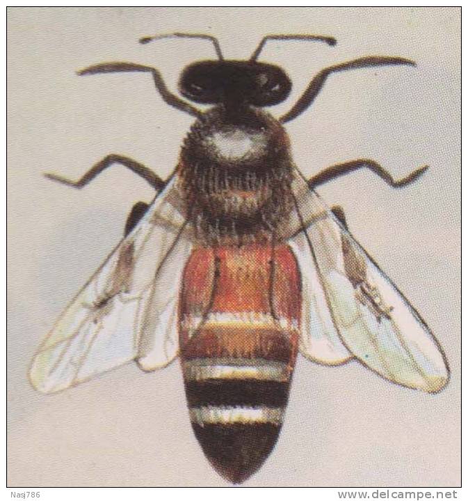 Beehive, Honeybee, Insect, Maximcard, Thailand - Bienen