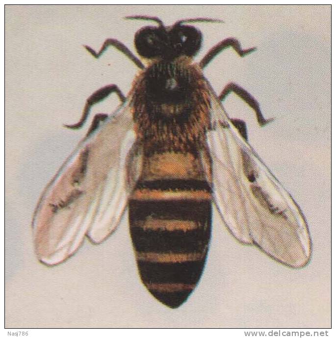 Beehive, Honeybee, Insect, Maximcard, Thailand - Honingbijen