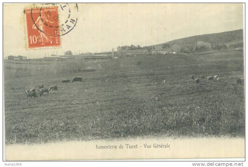 ALGERIE JUMENTERIE DE TIARET VUE GENERALE - Tiaret