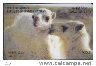 # KOWEIT 32 Two White Camels Kd3 Gpt -animal,chameau,camel-  Tres Bon Etat - Koeweit