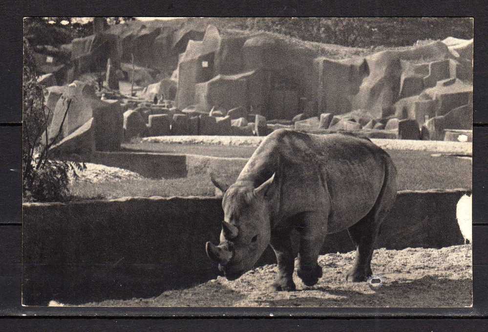 CPA  Musée National D'Histoire Naturelle - Parc Zoologique Du Bois De Vincennes Paris - Les Rhinocéros D'Afrique - Neushoorn