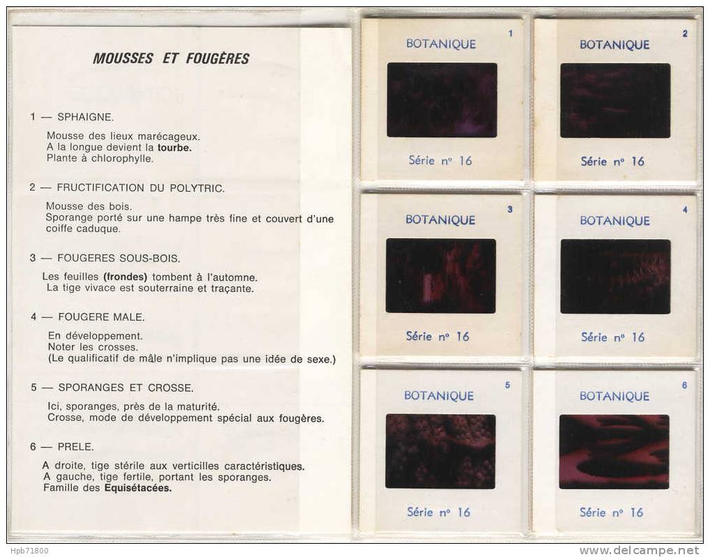 Botanique - Mousses Et Fougères - Série Complète De 6 Diapositives Avec Notice Explicative - Lesekarten