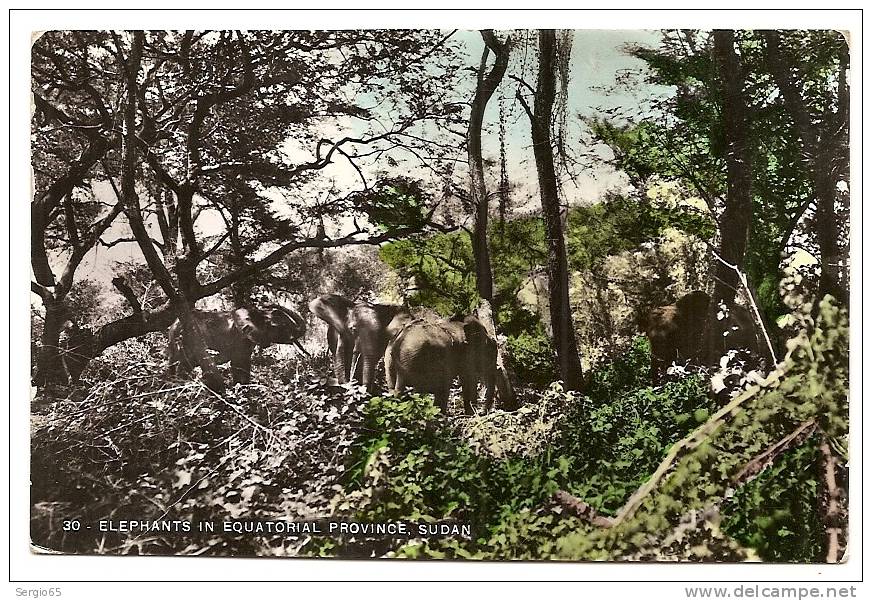 Elephant In Equatorial Province , Sudan - Elephants