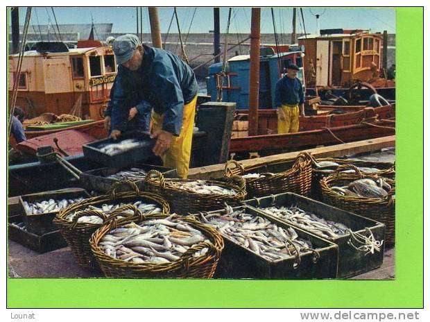 56 LA Bretagne En Couleurs La Pêche En Bretagne Le Tri Du Poisson Avant Sa Vente à La Criée - Pêche