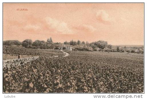 Allaman - Dans Les Vignes       1930 - Allaman