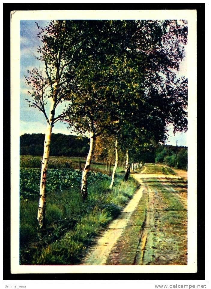Feldweg Im Grünen   -  Kunstverlag Ansichtskarte Ca.1945    (286) - Landbouw