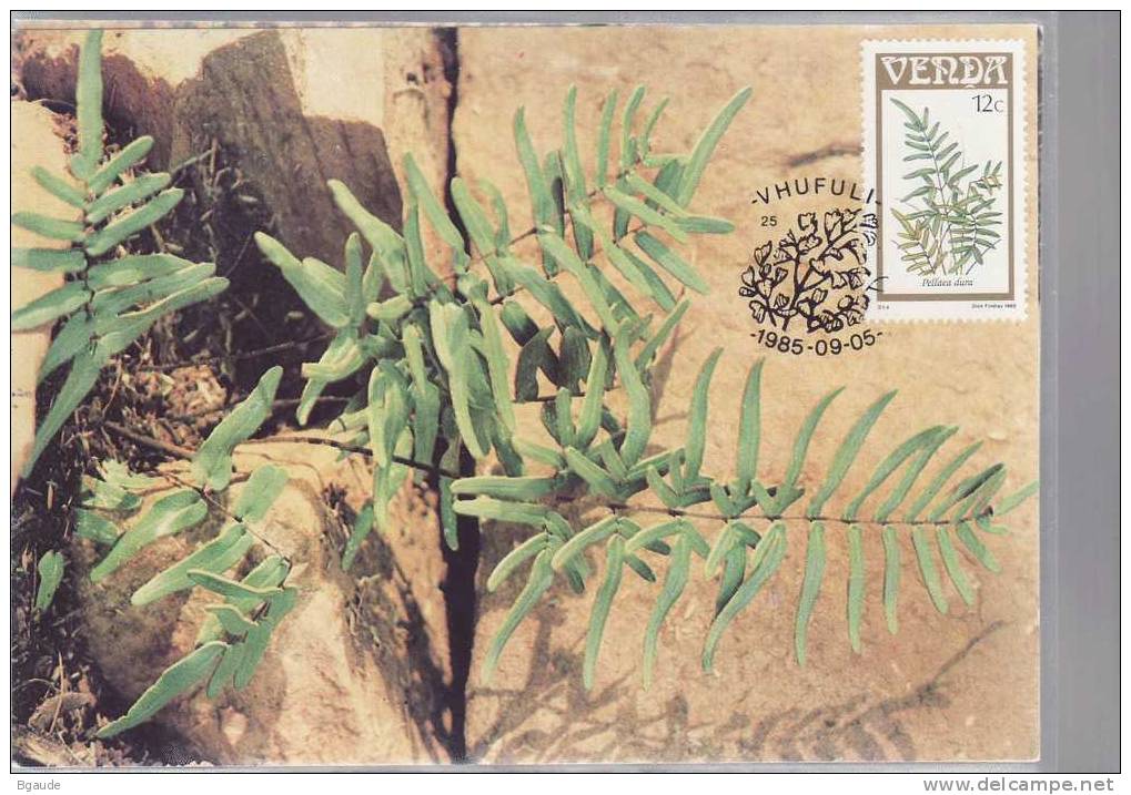 VENDA   CARTE MAXIMUM NUM.YVERT 116 FLORE FOUGERE - Venda