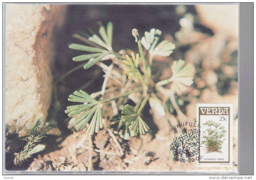 VENDA   CARTE MAXIMUM NUM.YVERT 117 FLORE FOUGERE - Venda