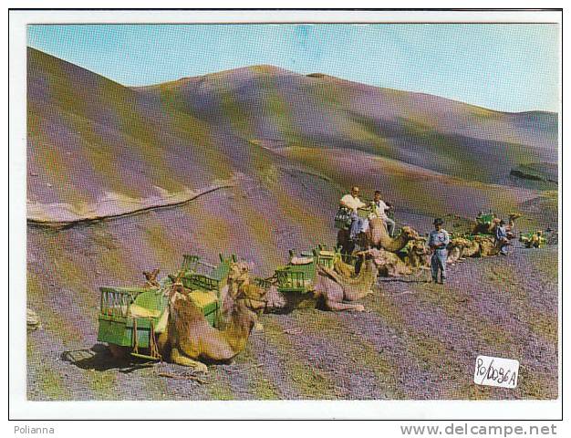 PO0096A# SPAGNA - CANARIE - LANZAROTE - CAMELS TAXI - CAMMELLI  No VG - Lanzarote