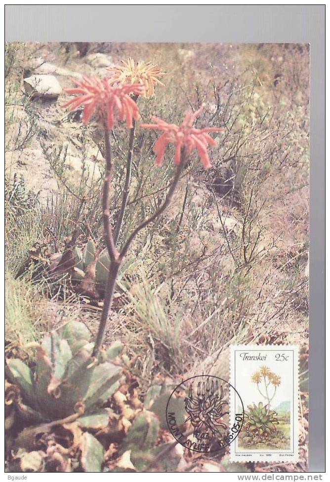 TRANSKEI  CARTE MAXIMUM NUM.YVERT 187 FLORE ALOES EN FLEUR - Transkei