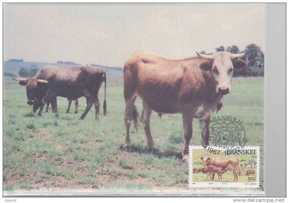 TRANSKEI  CARTE MAXIMUM NUM.YVERT 213  AGRICULTURE ELEVAGE ANIMAUX DOMESTIQUE - Transkei