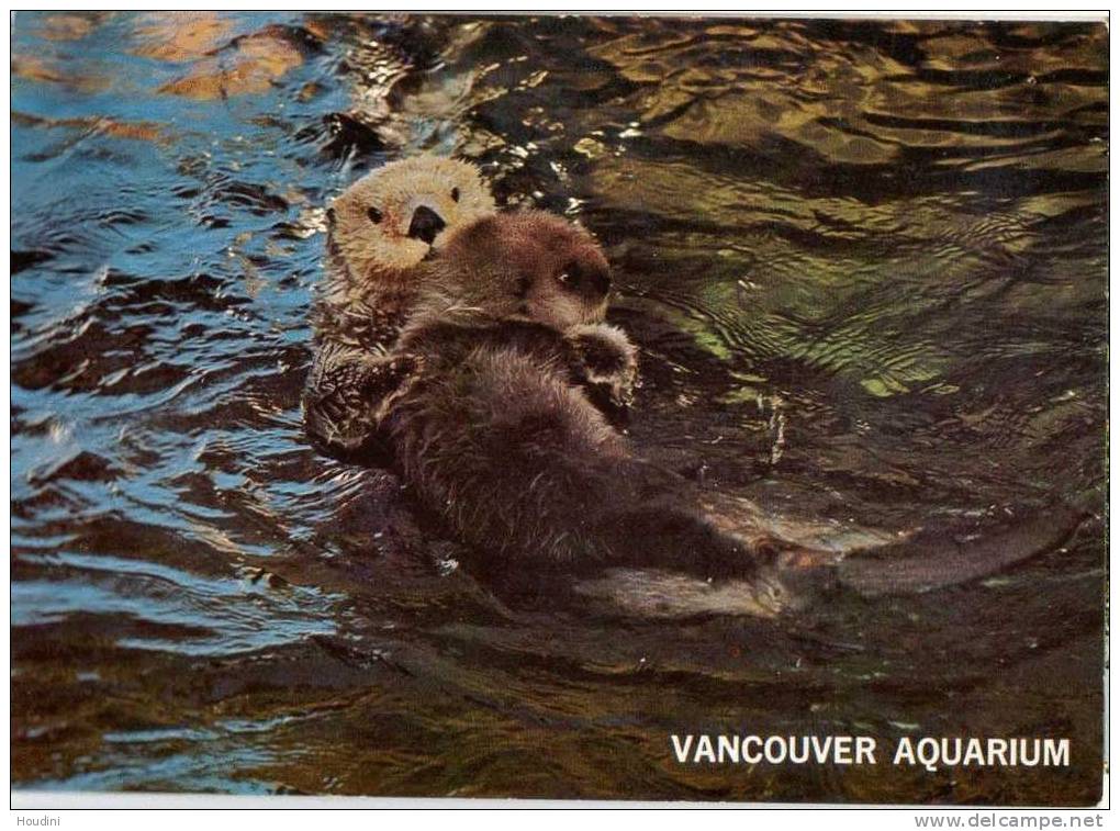 Canada -  Vancouver Aquarium Zoo - Mother And Baby Sea Otter - Vancouver