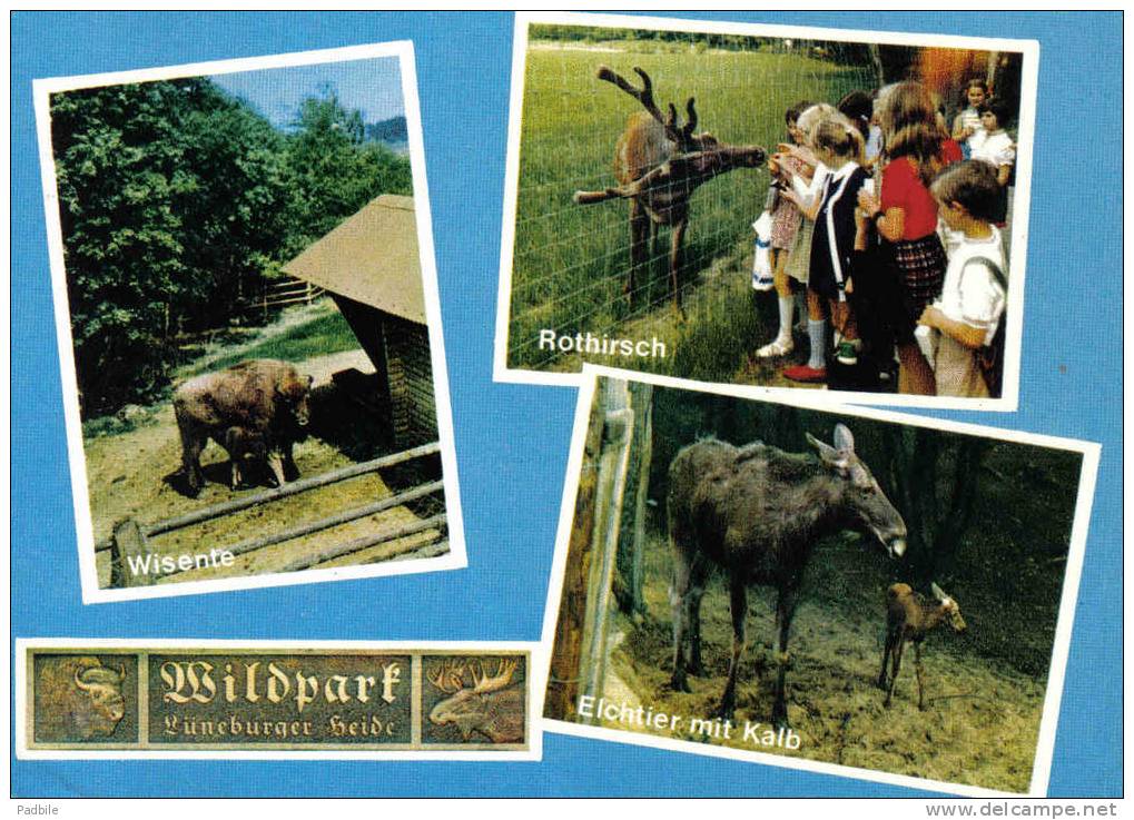 Carte Postale Allemagne Wildpark Lüneburgen Heide Le ZOO Trés Beau Plan - Lüneburger Heide