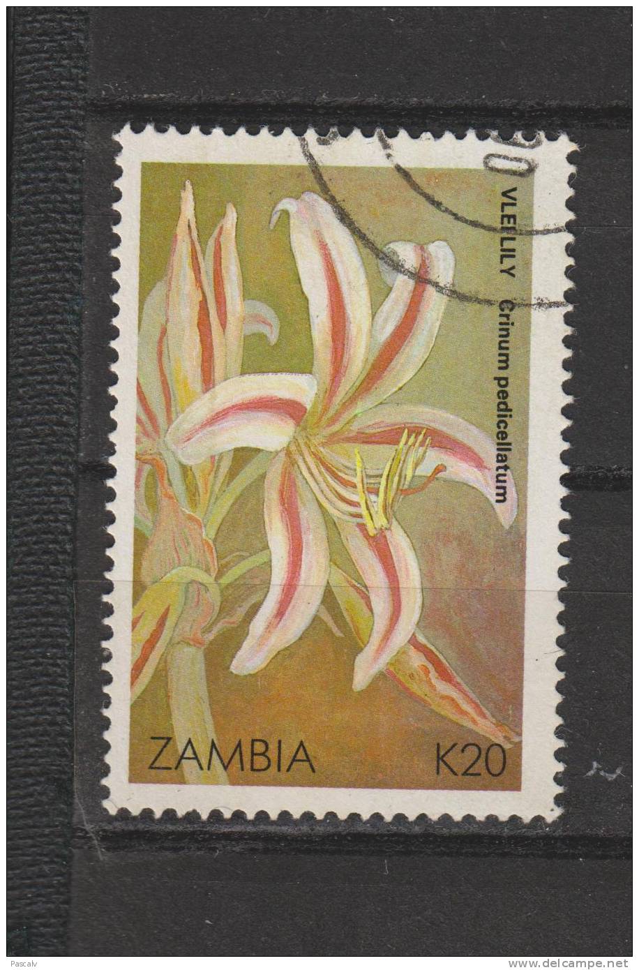 Yvert 480 Oblitéré Noel Fleur - Zambia (1965-...)