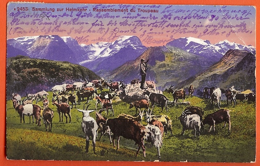 Ch317 Berger Au Rassemblement Troupeau De Chèvres,Ziege.Sammlung Zum Heimkehr.Cachet Oberuzwil 1919 V.Châtel St.Denis - Châtel-Saint-Denis