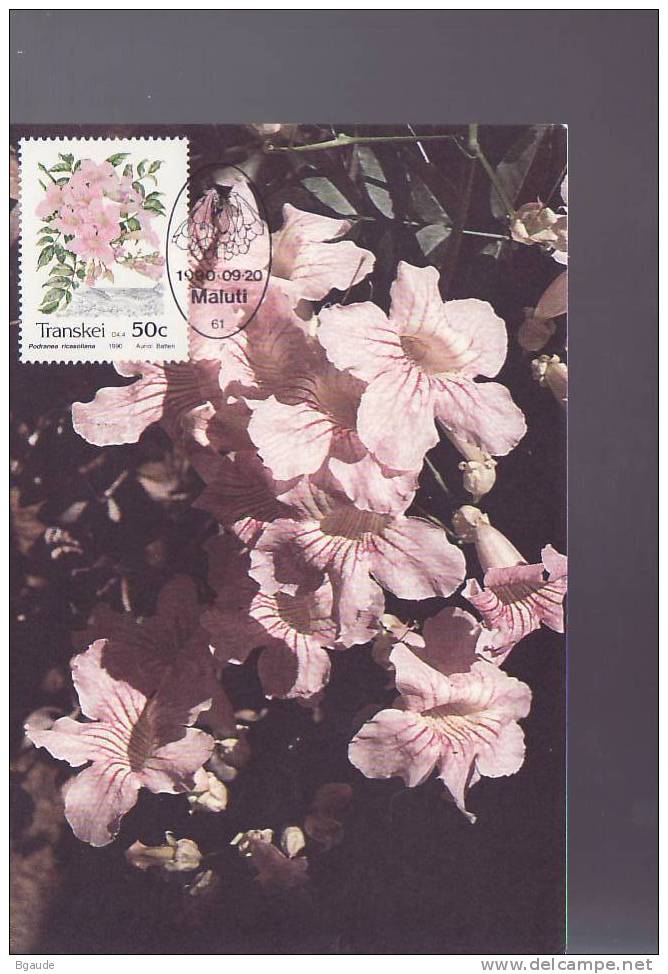 TRANSKEI  CARTE MAXIMUM NUM.YVERT 262  FLORE  FLEUR  INDIGENE - Transkei