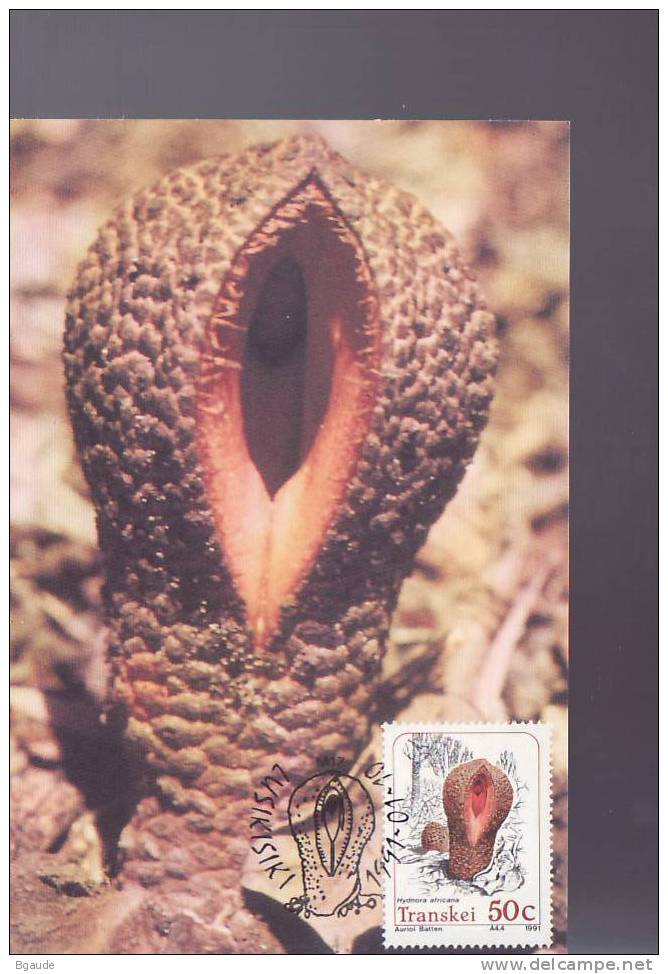 TRANSKEI  CARTE MAXIMUM NUM.YVERT 266  FLORE  PLANTE PARASITE - Transkei