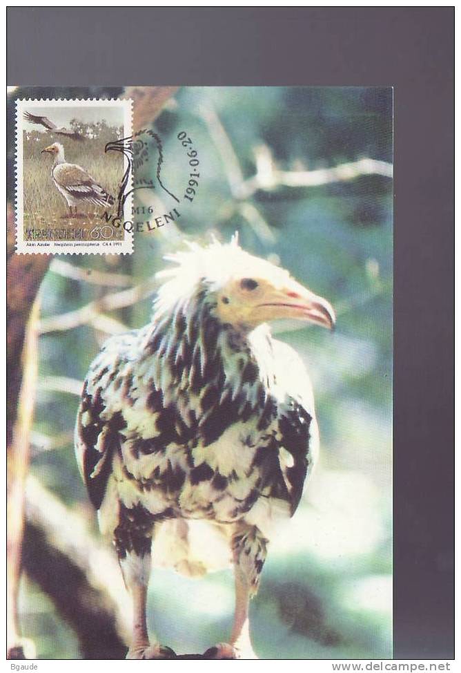 TRANSKEI  CARTE MAXIMUM NUM.YVERT 274  FAUNE OISEAUX PROTEGES - Transkei