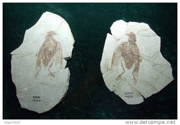 Birds  Fossils , Postal Stationery -- Articles Postaux (A49-03) - Fossielen