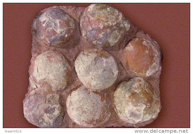 Dinosaur Egg Fossil   , Postal Stationery -- Articles Postaux (A49-14) - Fossielen