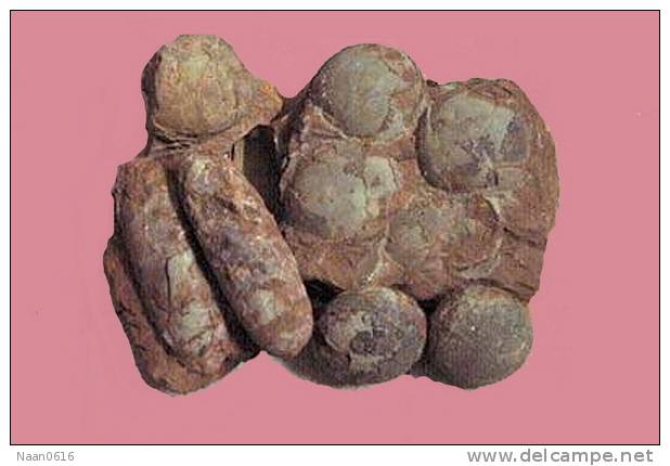 Dinosaur Egg Fossil   , Postal Stationery -- Articles Postaux (A49-15) - Fossielen