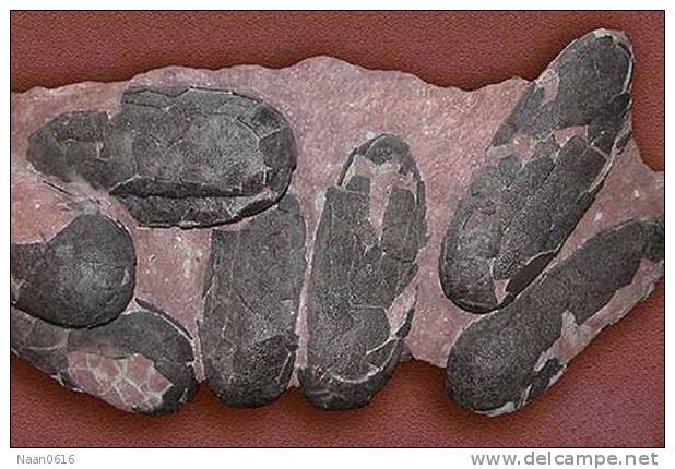Dinosaur Egg Fossil   , Postal Stationery -- Articles Postaux (A49-24) - Fossili