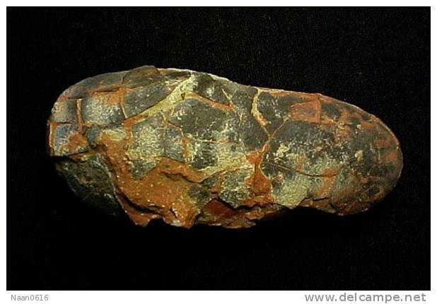 Dinosaur Egg Fossil   , Postal Stationery -- Articles Postaux (A49-34) - Fossielen